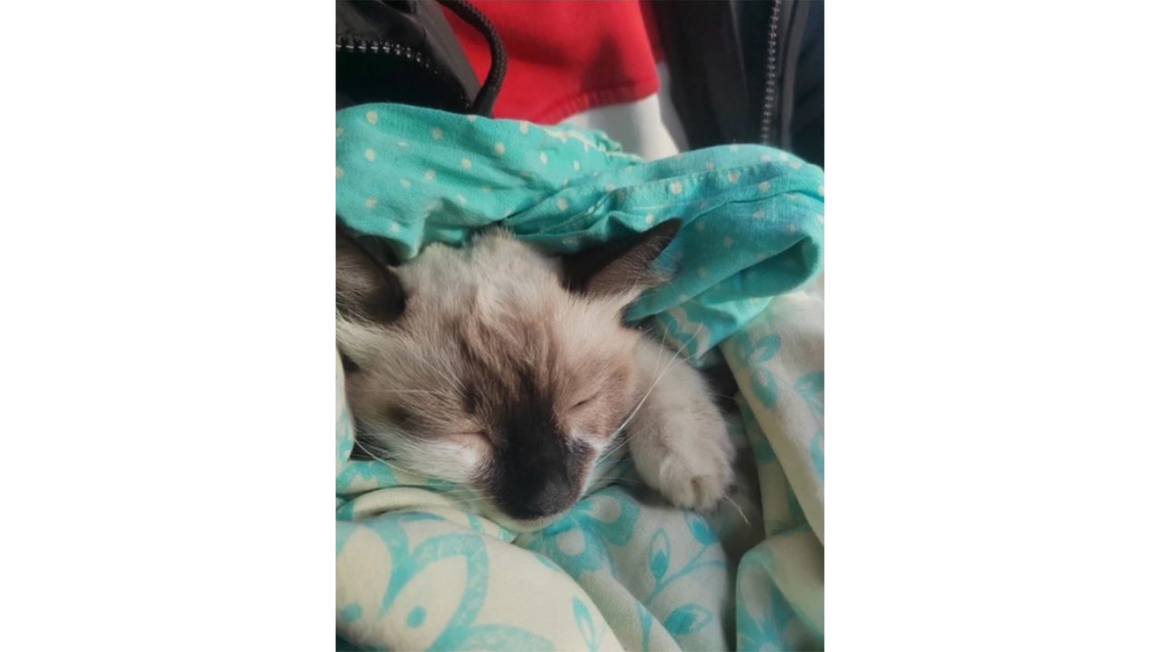 Автомеханик спас котенка от бродячих собак в Ангарске Автомеханик спас котенка от бродячих собак в Ангарске
