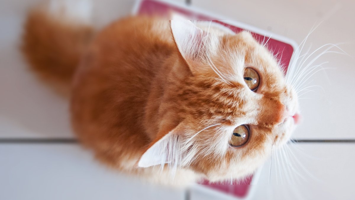 Как часто и сколько нужно кормить кошку? - Питомцы Mail.ru