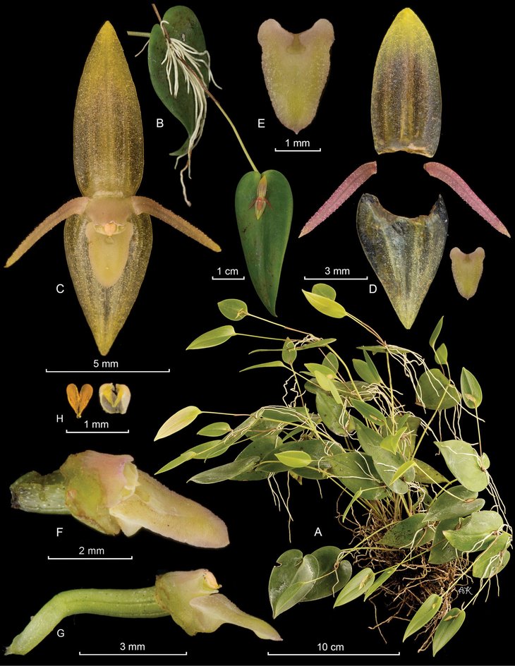 Pleurothallis pridgeoniana Pleurothallis pridgeoniana