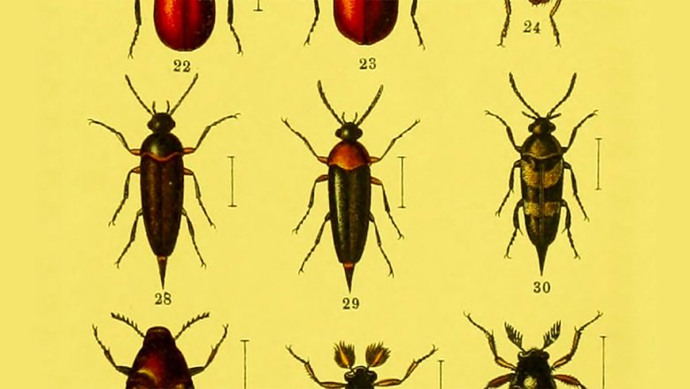 28–30 — жуки из семейства шипоносок (Mordellidae)