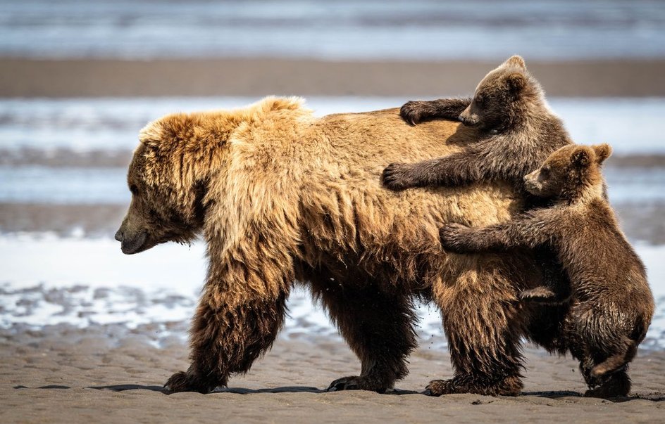 На Аляске сфотографированы бурая медведица и ее детеныши