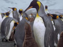 Кадр из Король пингвинов