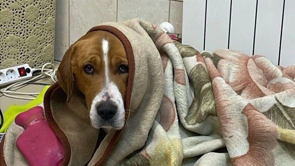 Хозяин рискнул жизнью, чтобы вытащить пса из ледяной воды