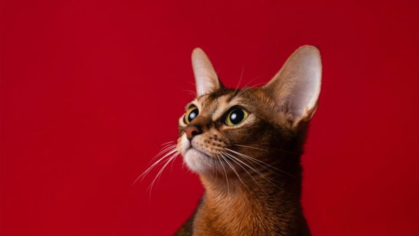 7 пород кошек, которые подойдут не всем