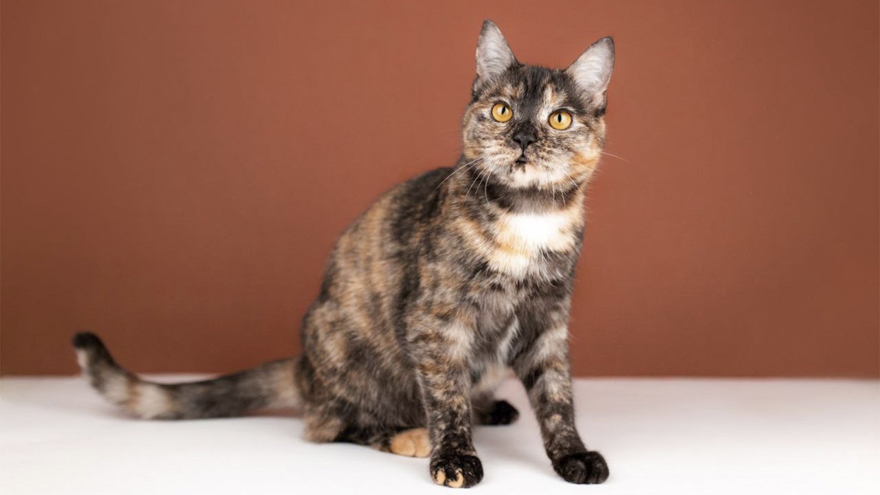 Котенок по имени Моника Котенок по имени Моника