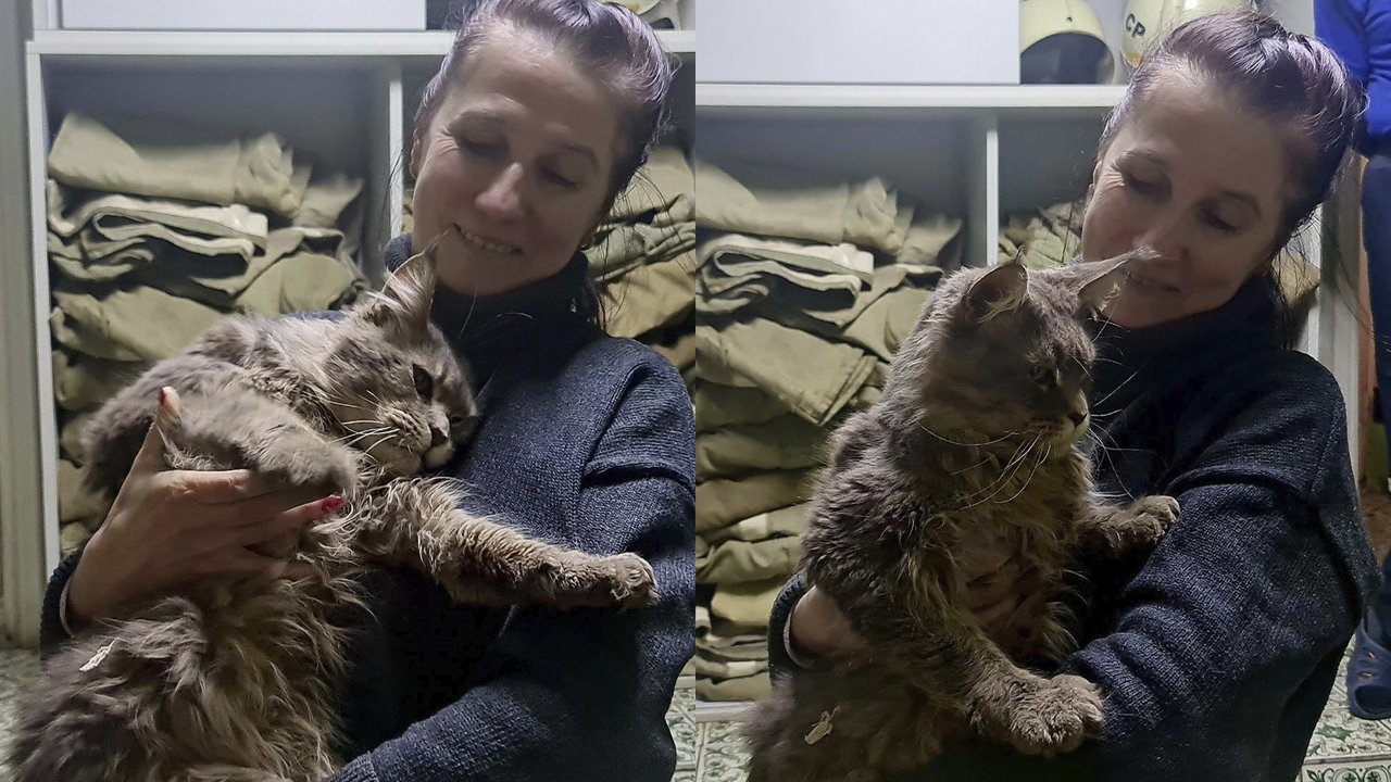 В Москве спасли мейн-куна, который трое суток ждал помощи В Москве спасли мейн-куна, который трое суток ждал помощи