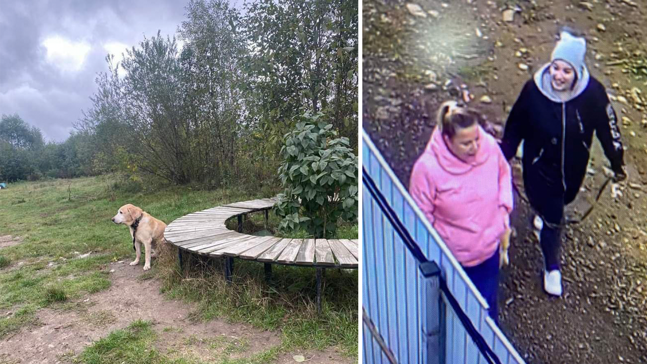 Девушки, привязавшие собаку к скамейке, попали на камеру