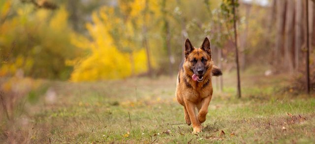 Немецкие овчарки привели домой бездомного кота