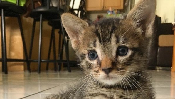 Врачи хотели усыпить парализованного котенка, но люди дали ему шанс