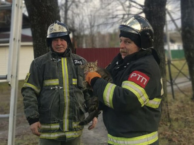 Под Москвой кот трое суток просил помощи у людей