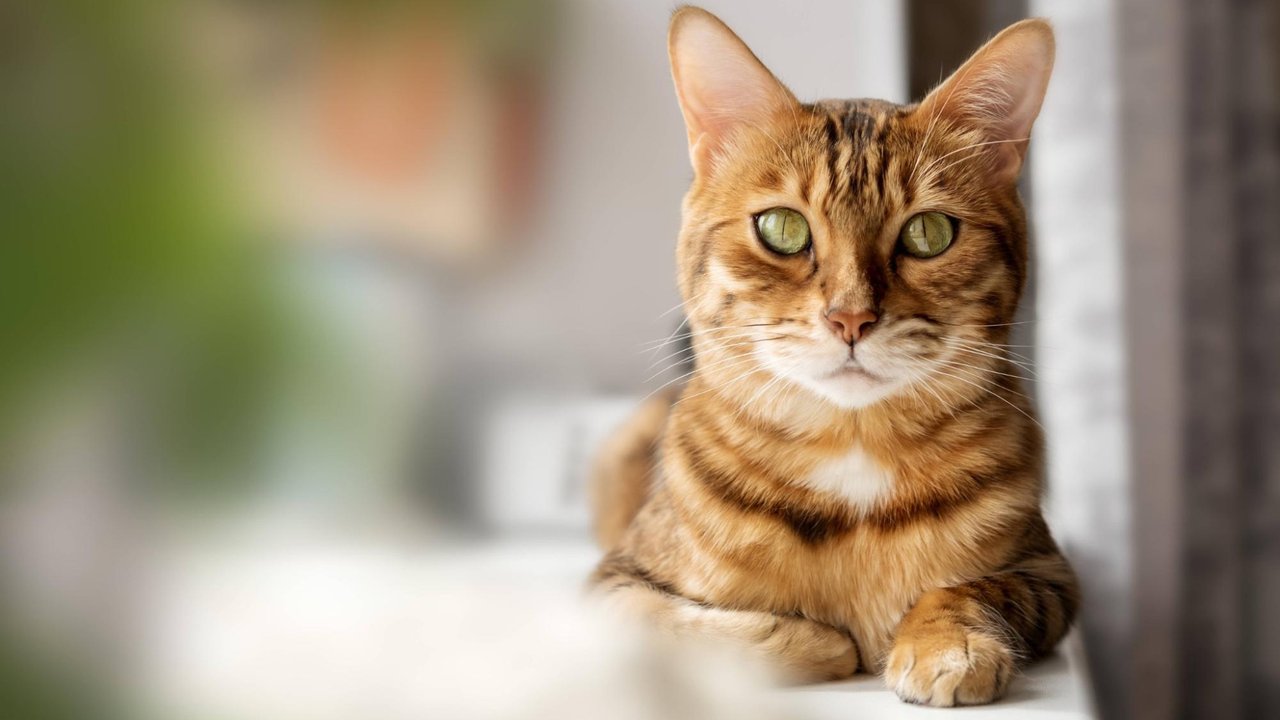 Кошка Кошка