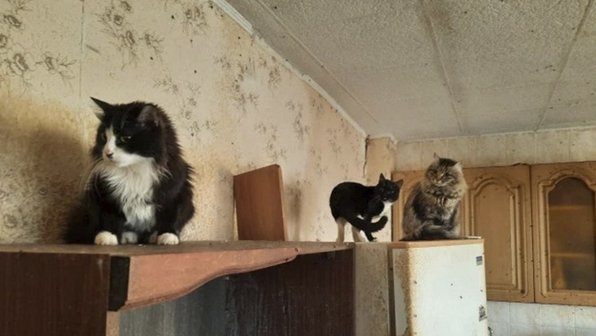 Из квартиры в Екатеринбурге пытаются спасти около сотни кошек