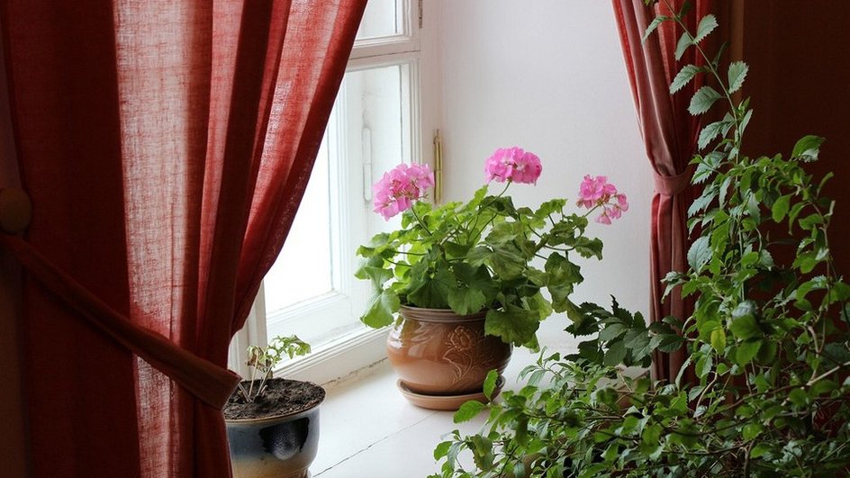 На подоконнике стоит горшок с домашними розовыми цветами на фоне окна с бордовыми шторами 