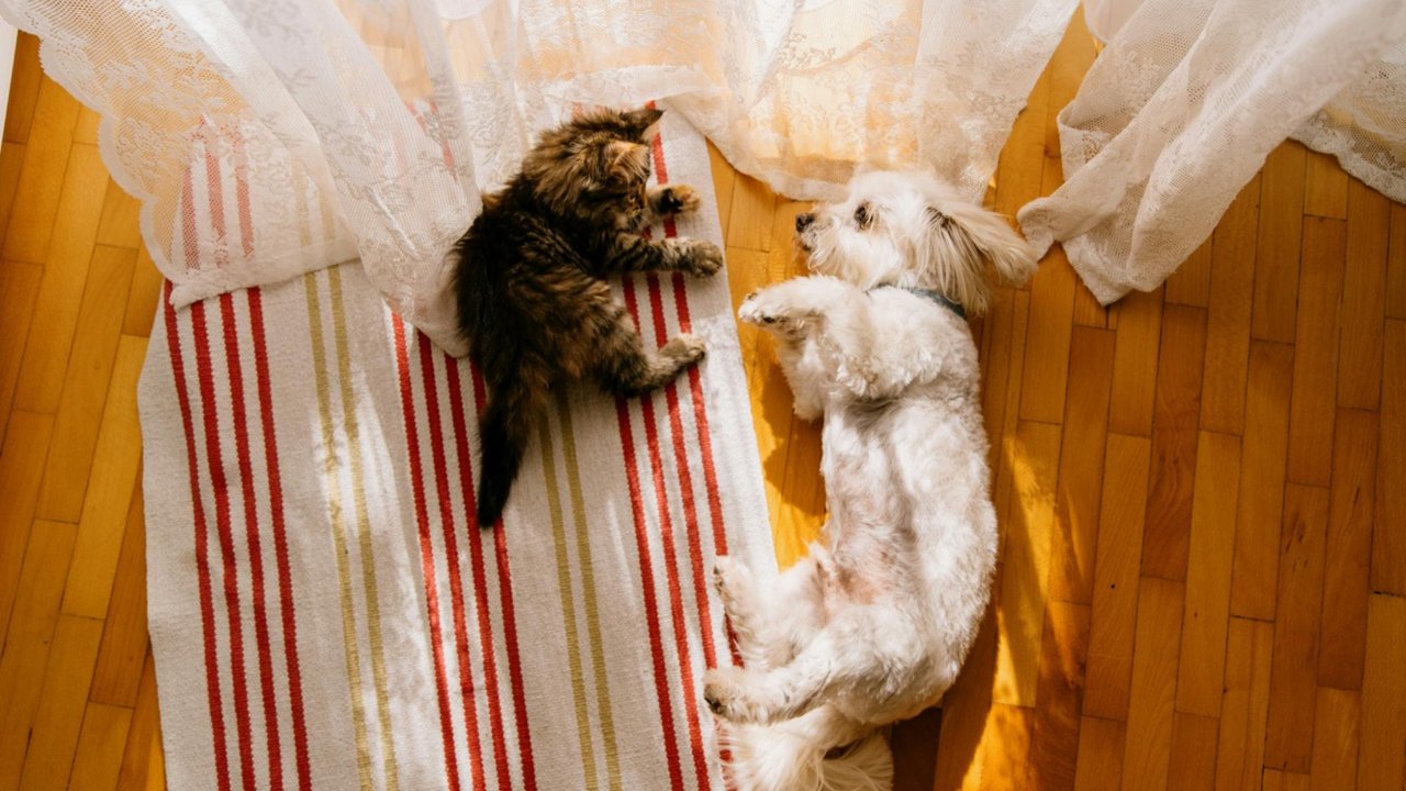 Кошка и собака Кошка и собака