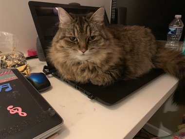 «Могу поспорить, ты меня не прогонишь». Источник: https://www.reddit.com/r/catsvstechnology/comments/dd7ew2/you_want_to_use_your_laptop_too_bad_im_here_now/