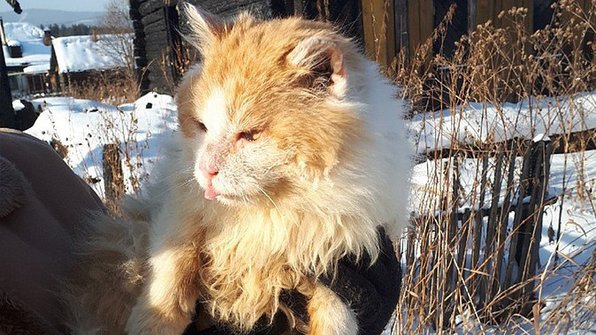В Челябинской области кот полтора года ждал погибших хозяев
