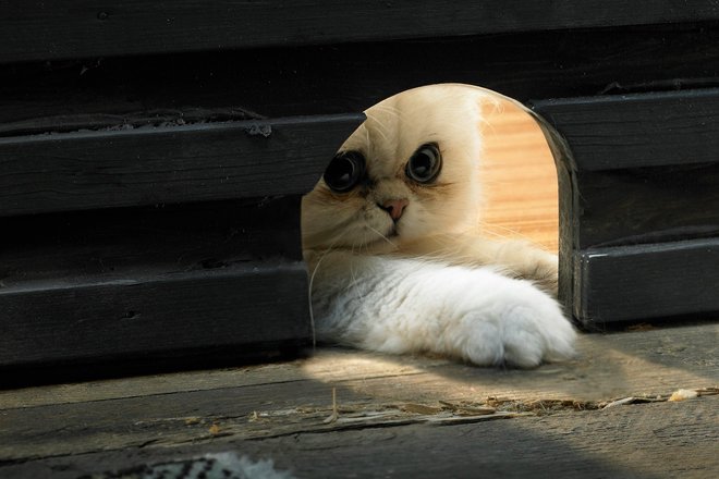 Кот