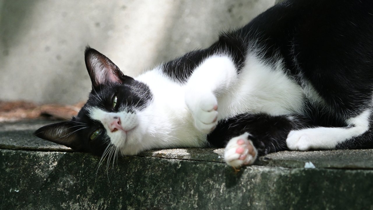 Черно-белый кот лежит