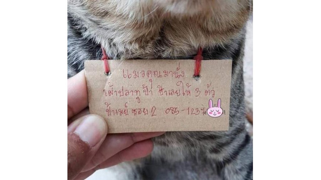 Кошка Кошка