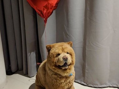Pets.mail.ru Pets.mail.ru