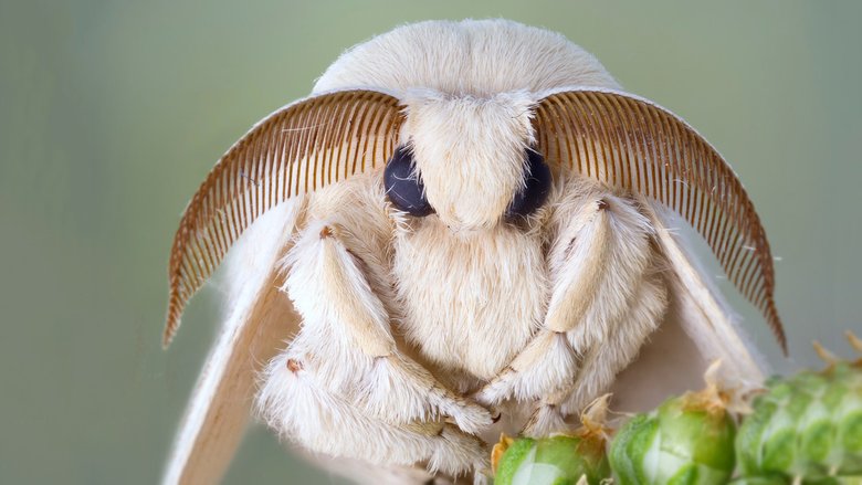 Бабочка тутового шелкопряда. Фото: Flickr