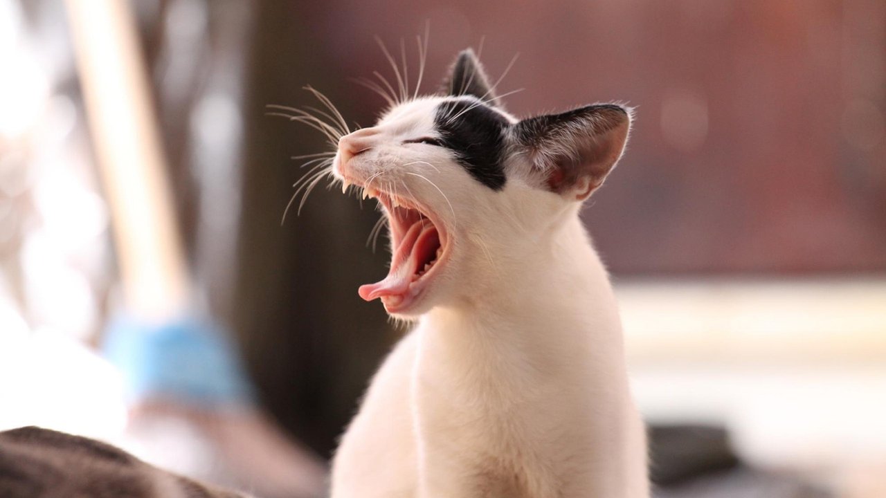 Черно-белый кот зевает