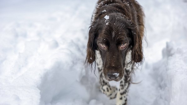 10 пород собак, которые ненавидят зиму