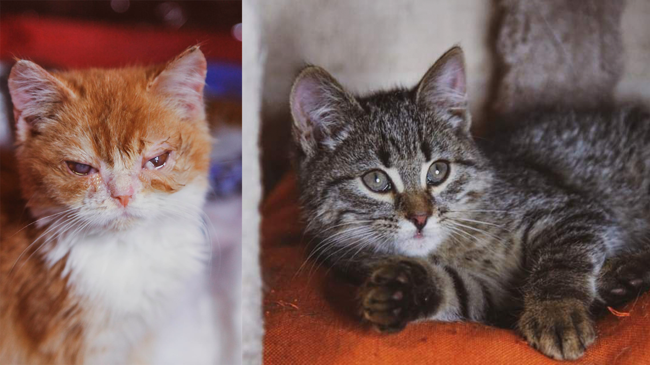 Сначала волонтеры спасали котенка Юлиса (справа), а потом обнаружили в подъезде Янониса (слева)