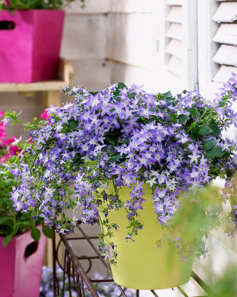 6 самых красивых вьющихся цветов для сада