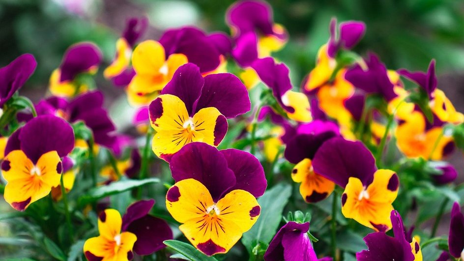 Красивые низкорослые цветы для клумбы: 24 вида, которые будут цвести вселето (93 фото) - Дом Mail.ru