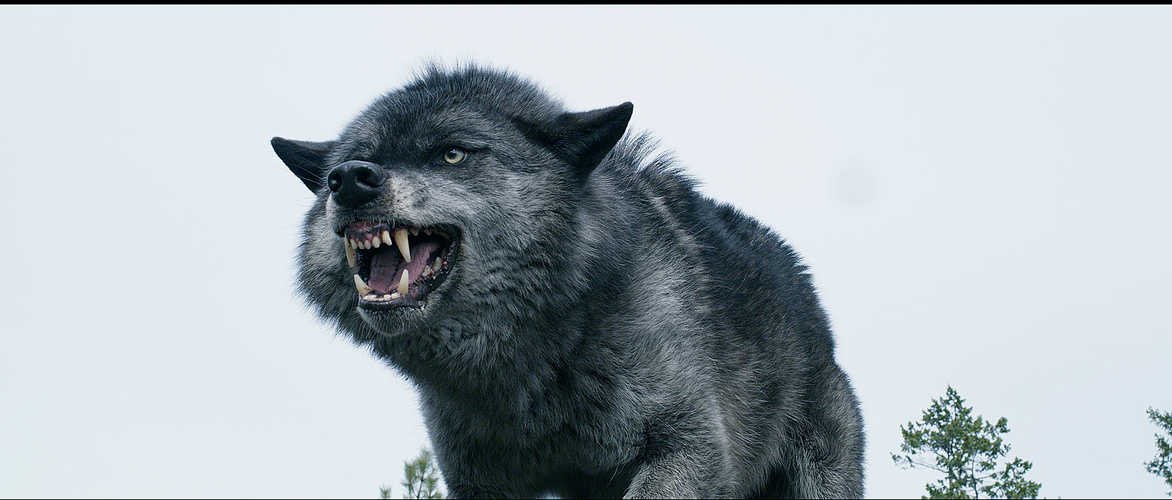 Схватка про волков. Волк Wolf 2021.