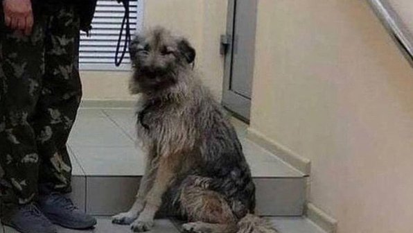 В Чите спасли двух собак и кошку, которые месяц были заперты одни в квартире