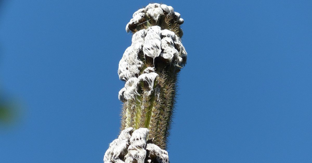 Вымирание редких кактусов оказалось уникальным для природы