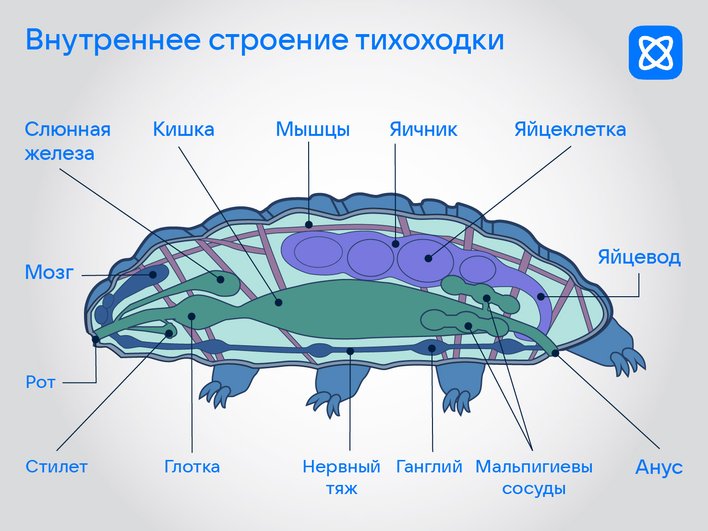 Строение тихоходки Строение тихоходки