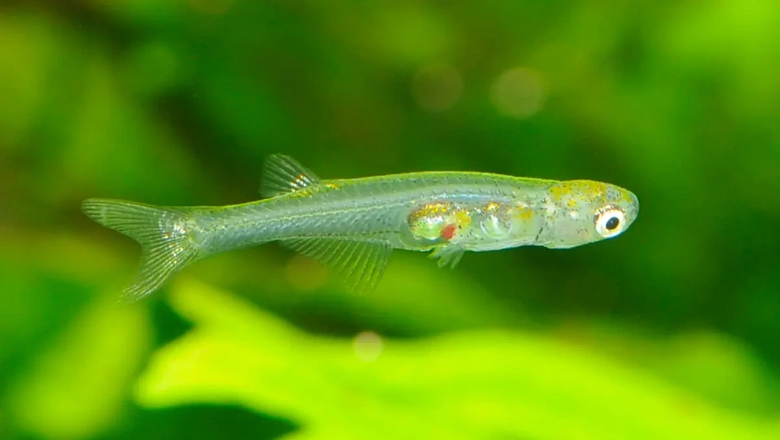 Рыба вида Danionella cerebrum