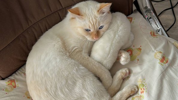 Под Муромом 2 недели ищут тайского кота, пропавшего на трассе