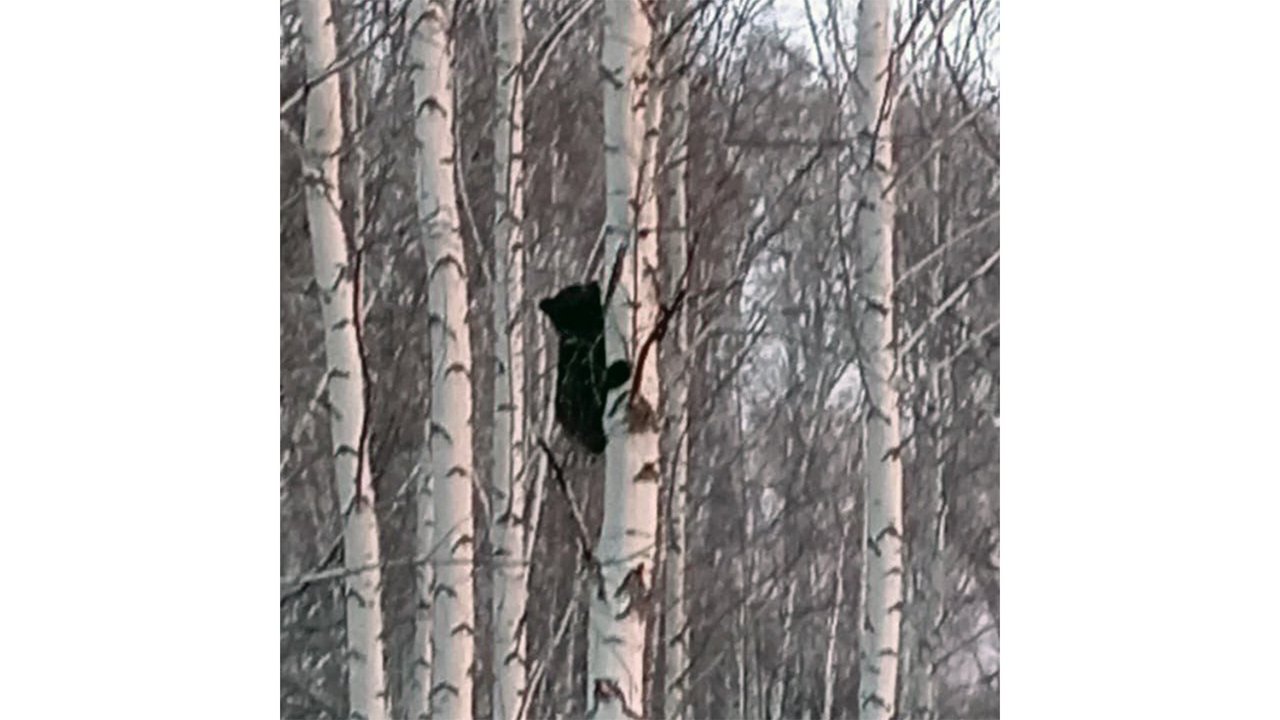 Медвежонок Медвежонок