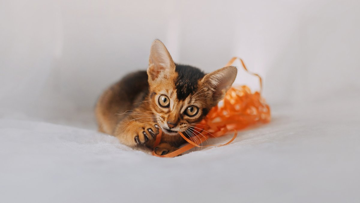 Кошка