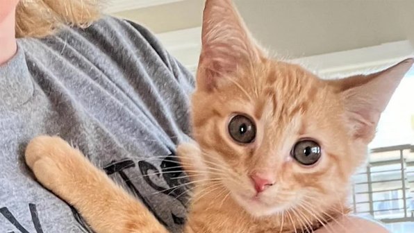 Брошенный котенок нашел друга с похожей судьбой
