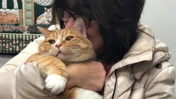 Любящего внимание котика отдали в приют