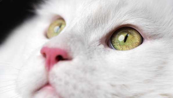 Что цвет глаз может сказать о вашей кошке