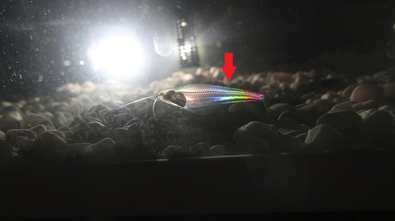Прозрачная рыбка переливается всеми цветами радуги под воздействием света. Источник: phys.org