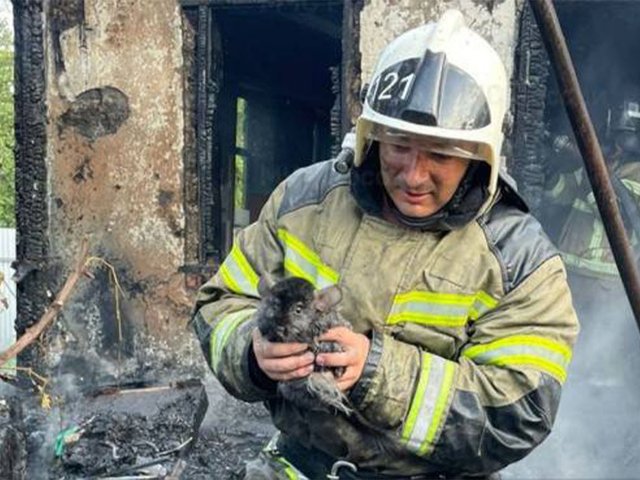 В Краснодарском крае пожарные спасли семью шиншилл