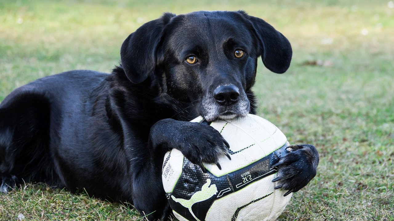 Игрушка для собак мяч
