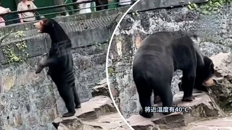 Малайский медведь в китайском зоопарке в Ханчжоу. Фото: The New York Post