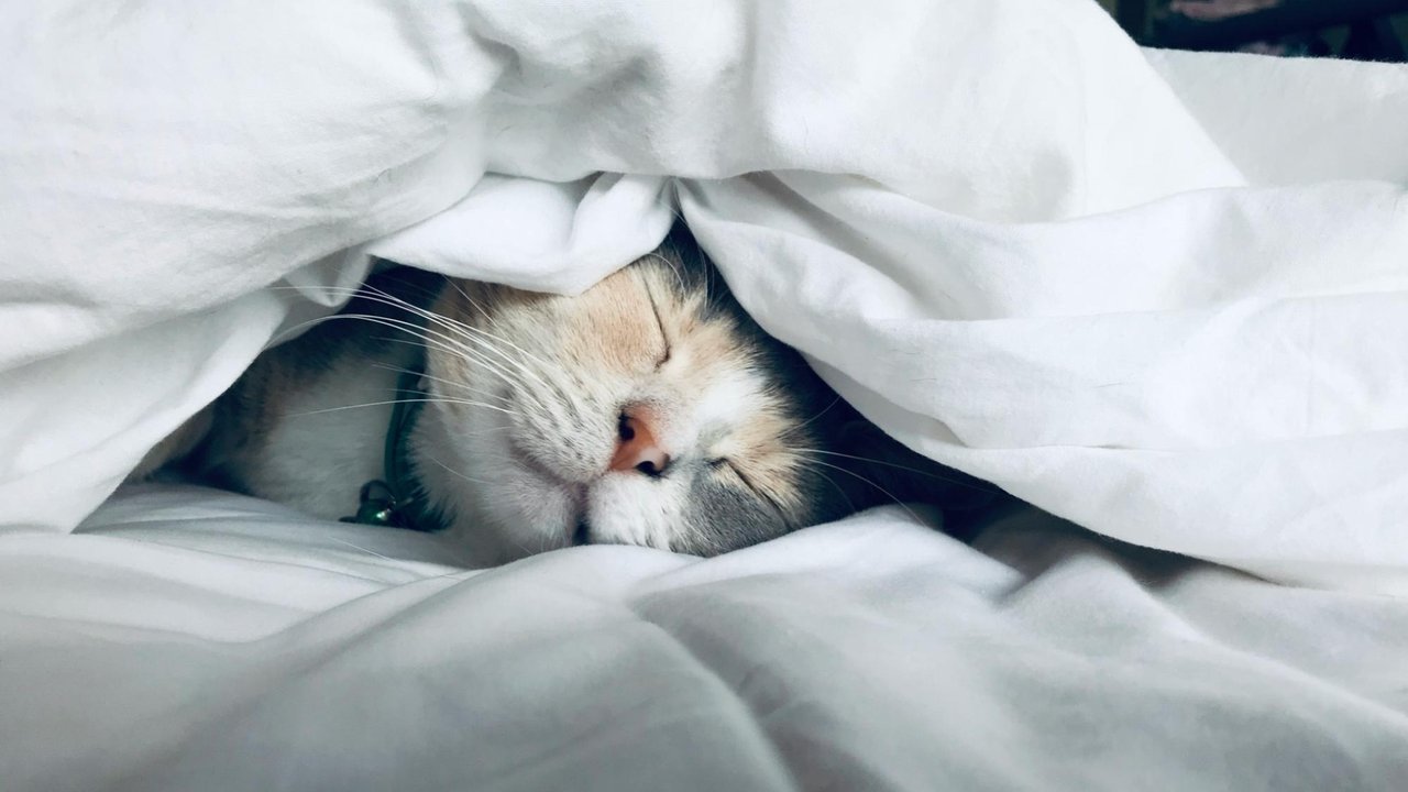 Кошка на кровати Кошка на кровати