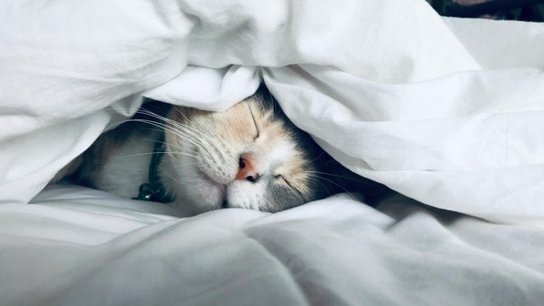 Почему коты спят с хозяевами: 7 милых причин