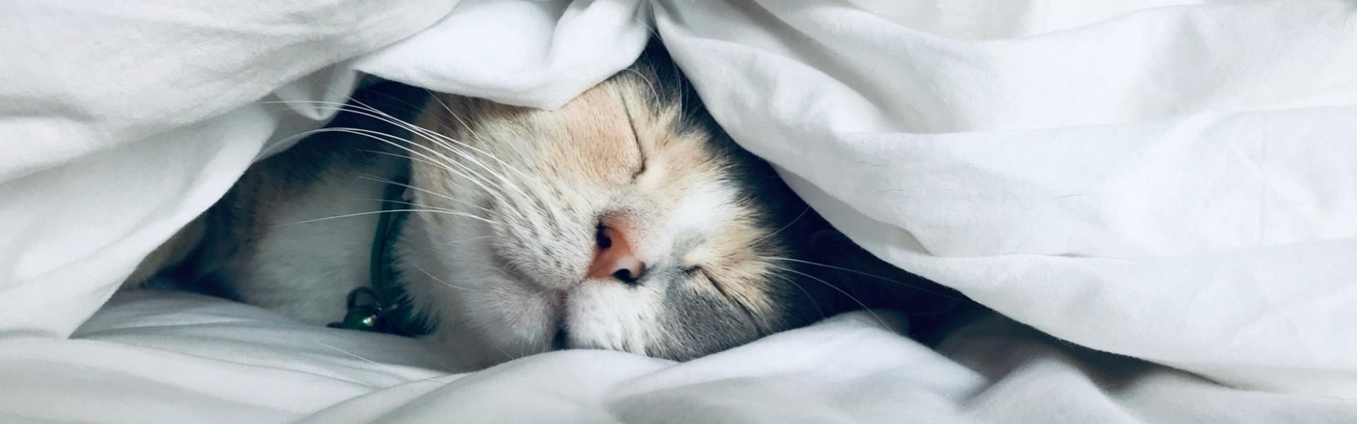 Кошка на кровати