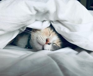 Кошка на кровати