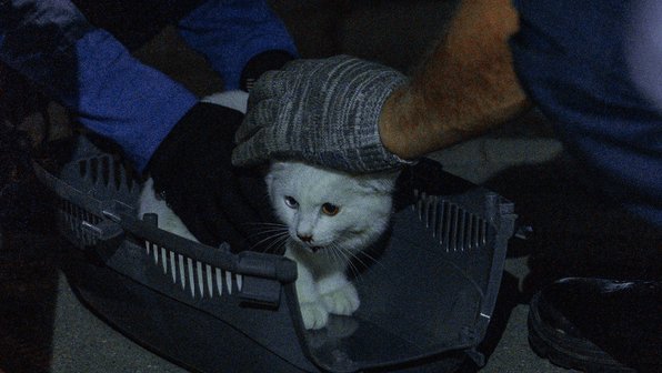В Москве спасли кошку Сосиску, которая выпала с 8-го этажа
